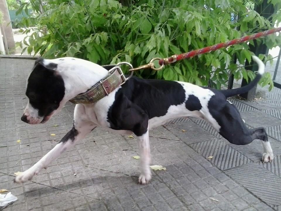 Photo of the dog