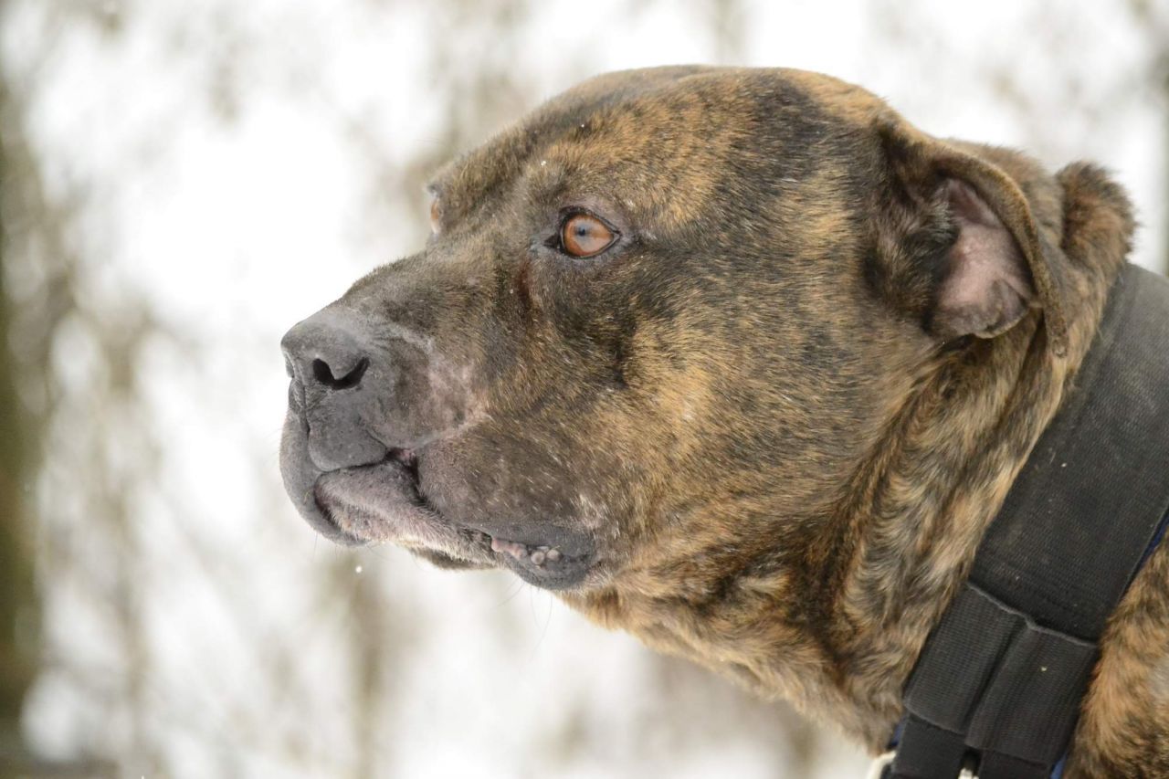 Photo of the dog