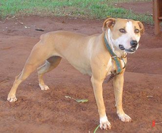 Photo of the dog
