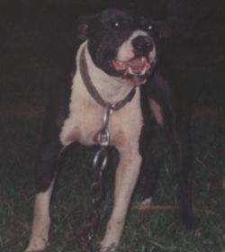 Photo of the dog