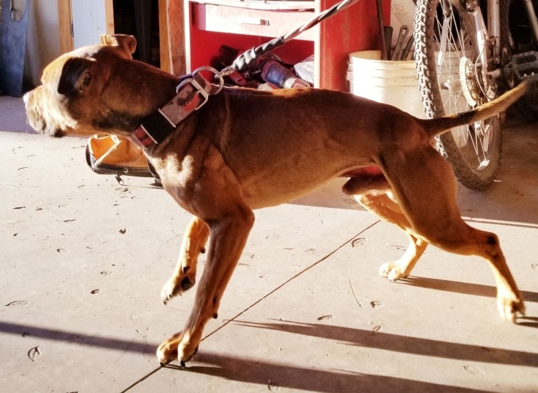 Photo of the dog