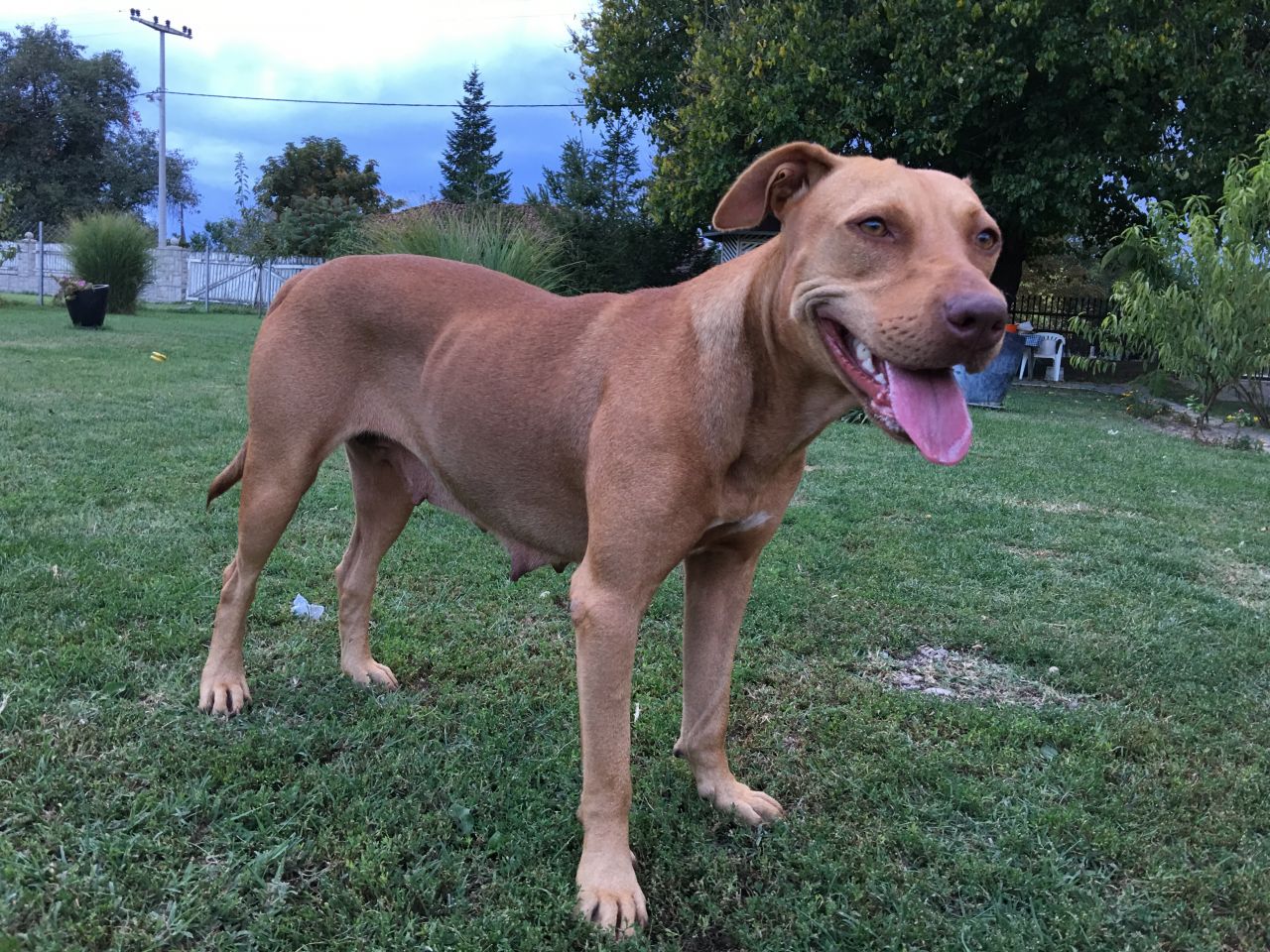 Photo of the dog