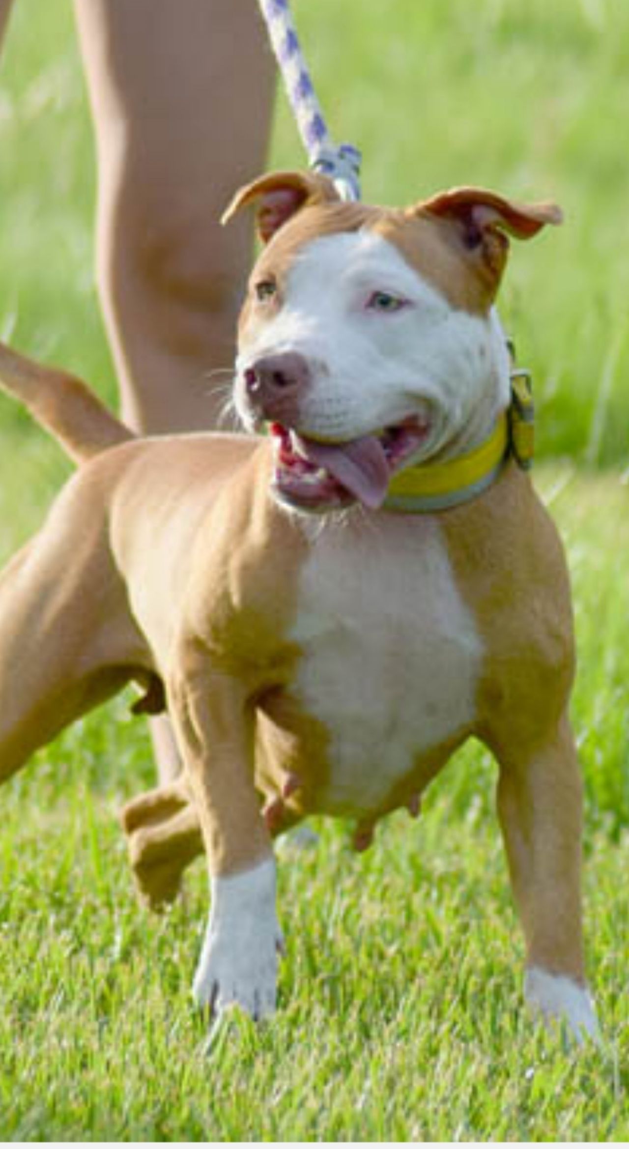 Photo of the dog