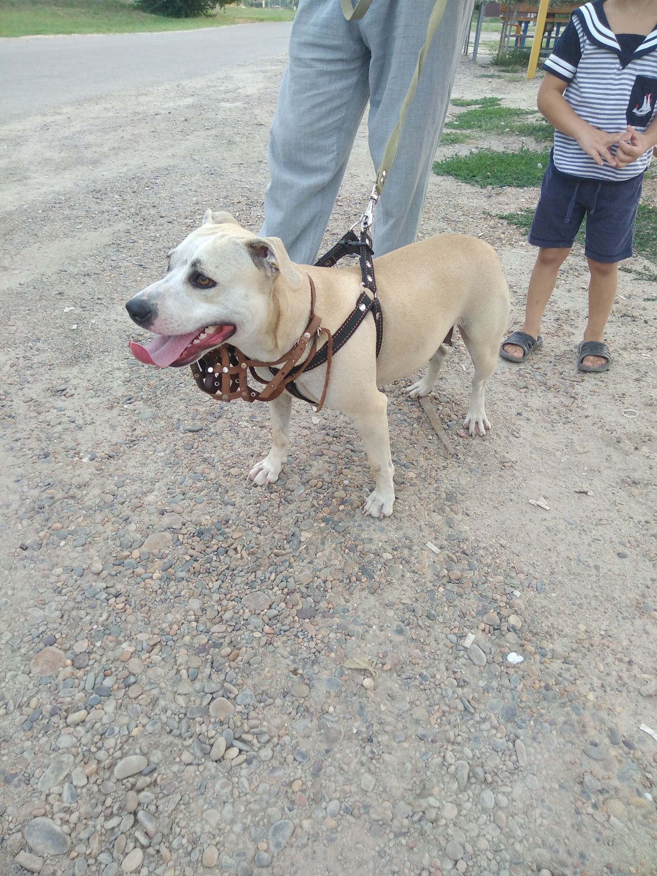Photo of the dog