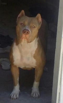 Photo of the dog