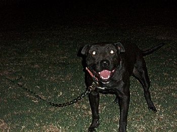 Photo of the dog