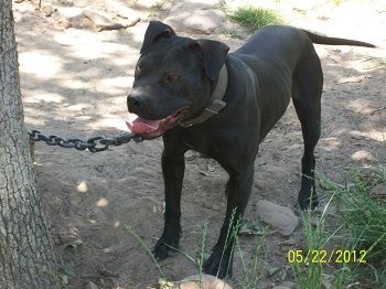 Photo of the dog