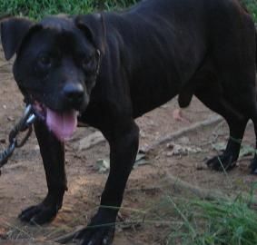 Photo of the dog