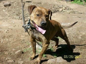 Photo of the dog