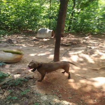 Photo of the dog