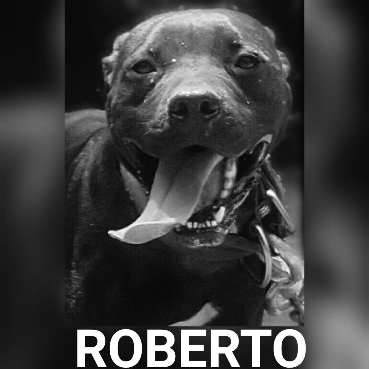 Photo of the dog