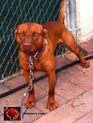 Photo of the dog
