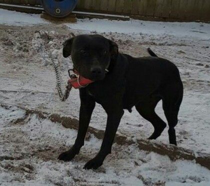 Photo of the dog