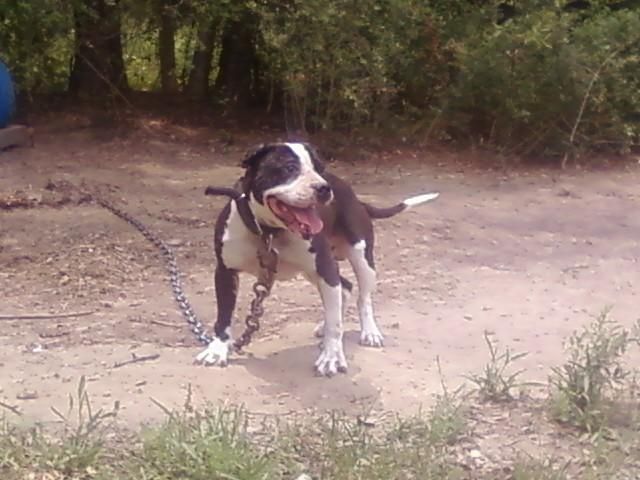 Photo of the dog