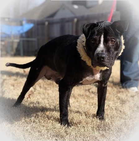 Photo of the dog