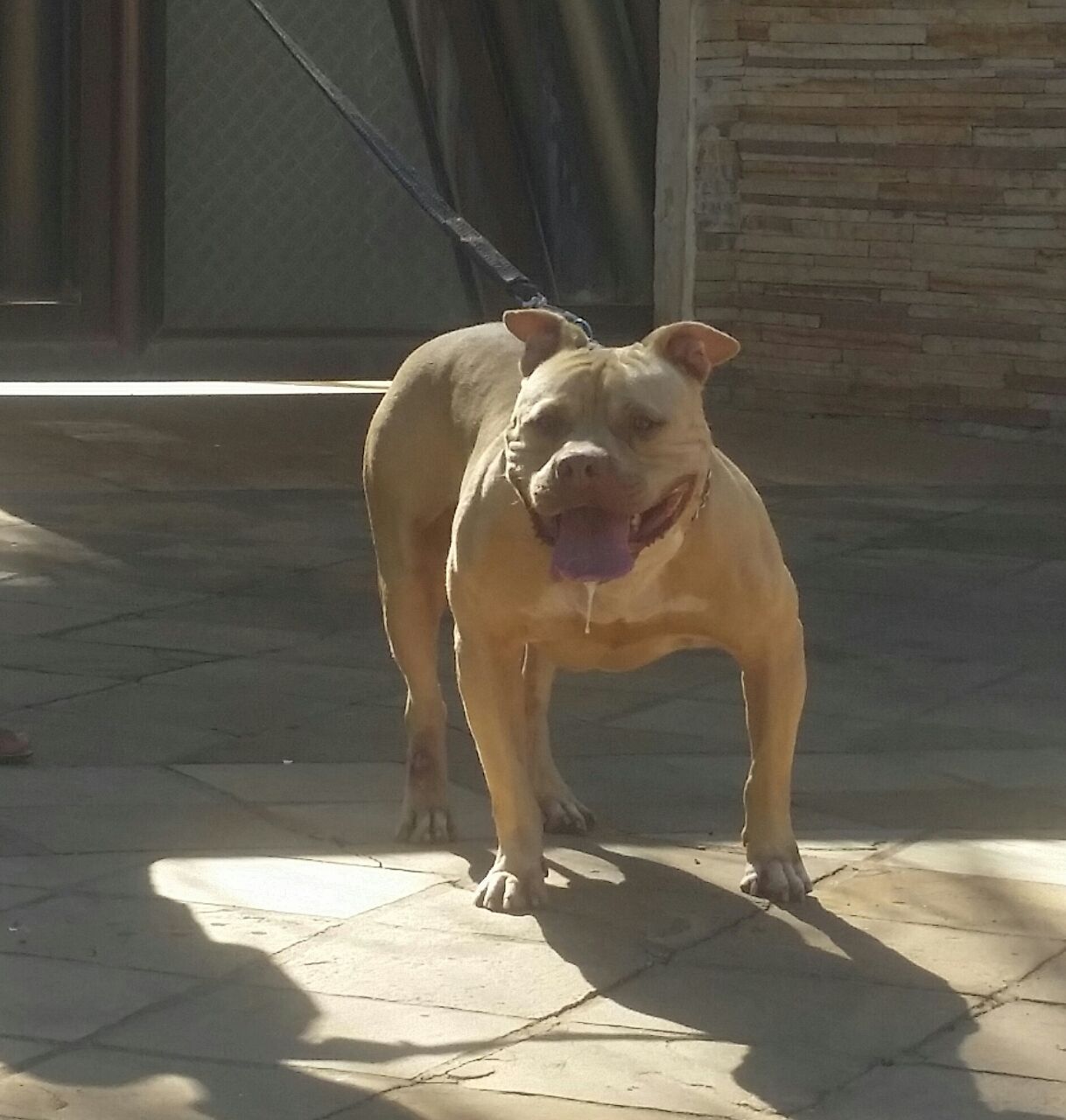 Photo of the dog