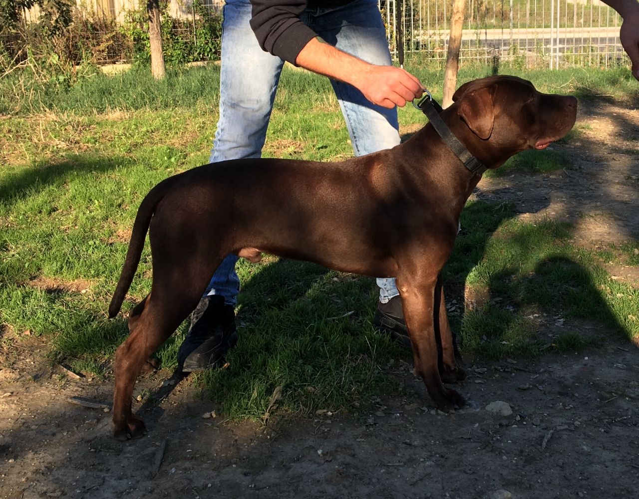 Photo of the dog