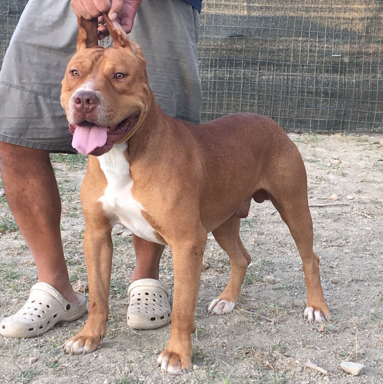 Photo of the dog