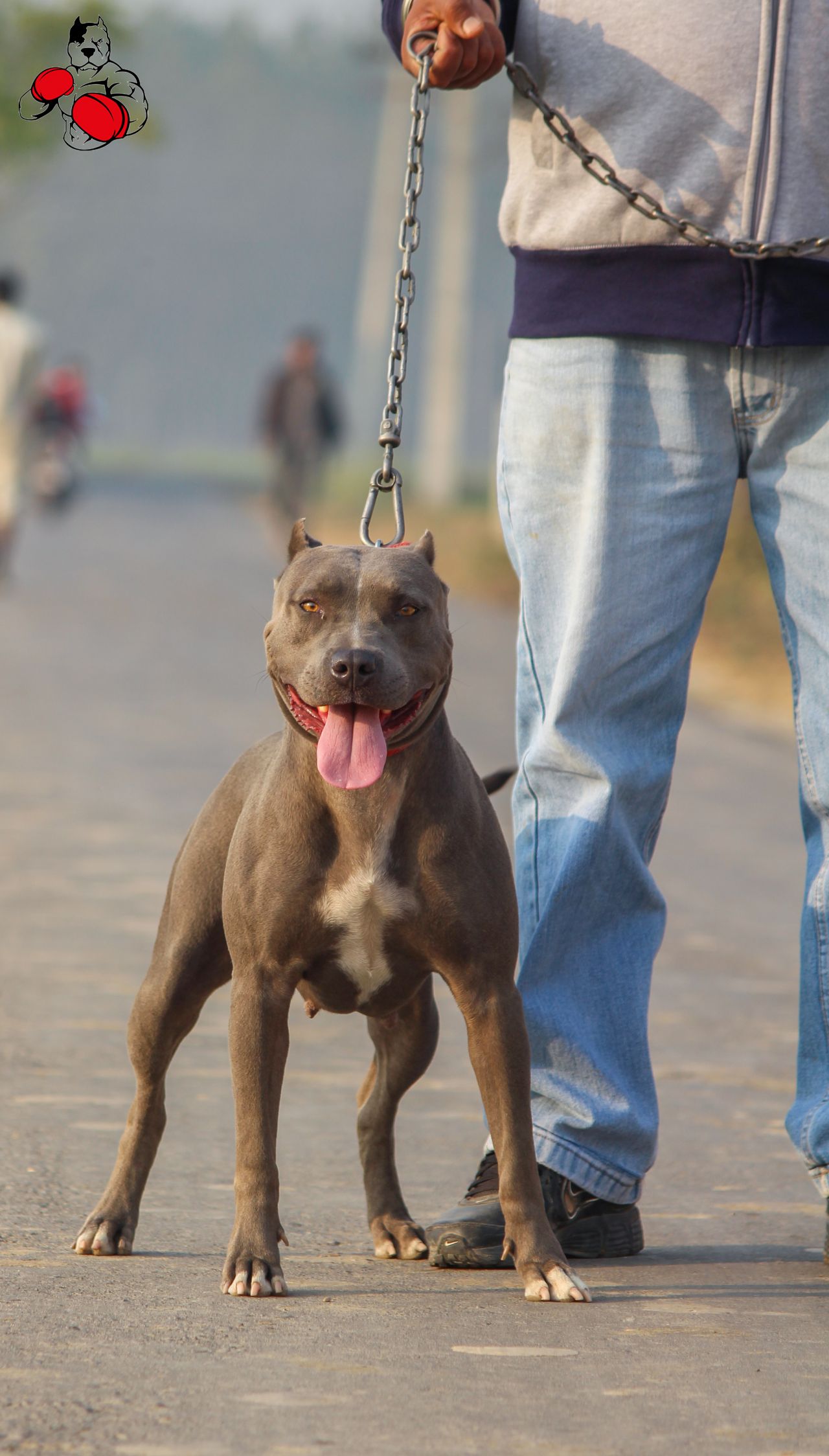 Photo of the dog