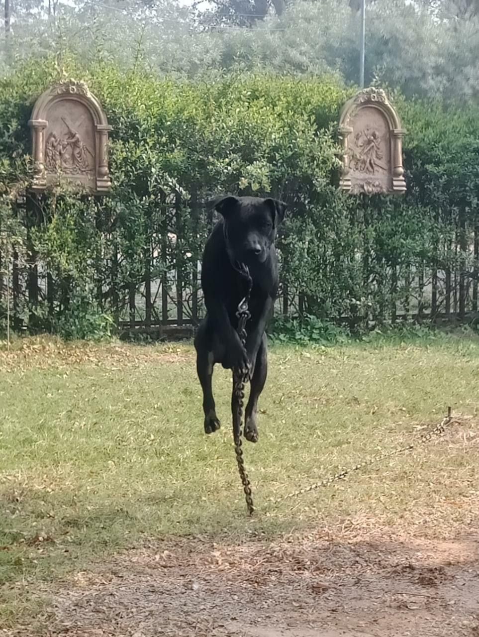 Photo of the dog