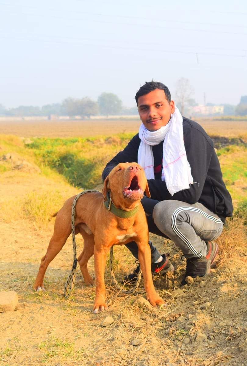 Photo of the dog