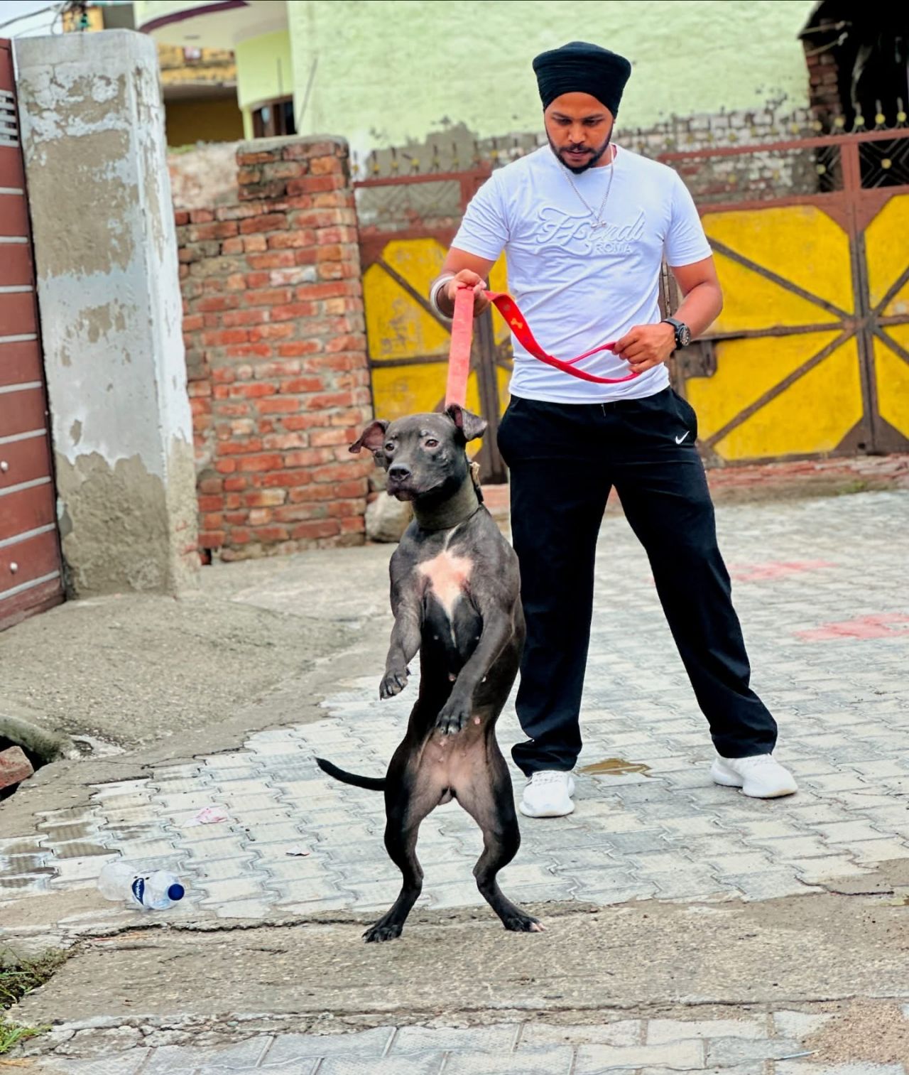 Photo of the dog