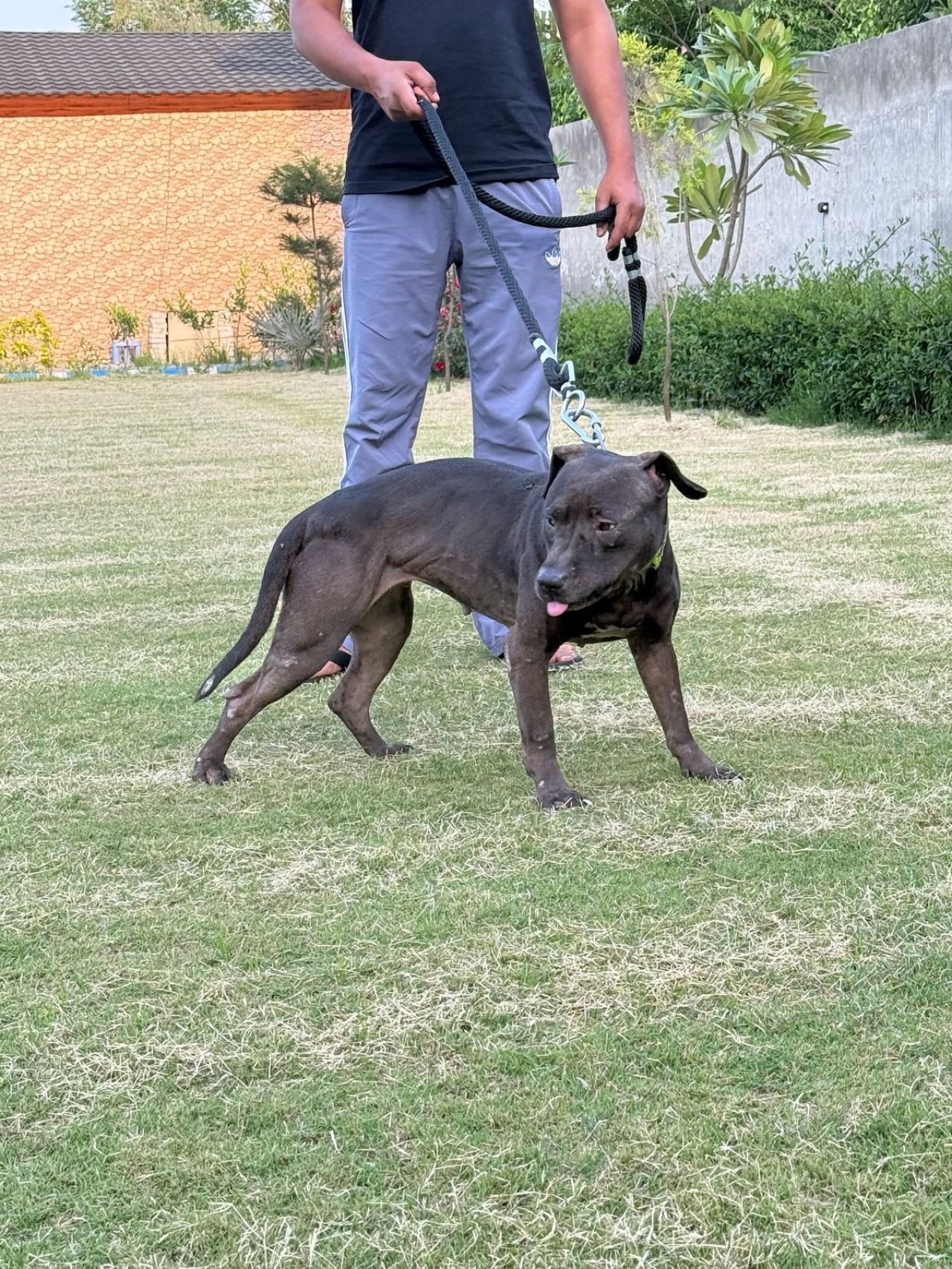 Photo of the dog