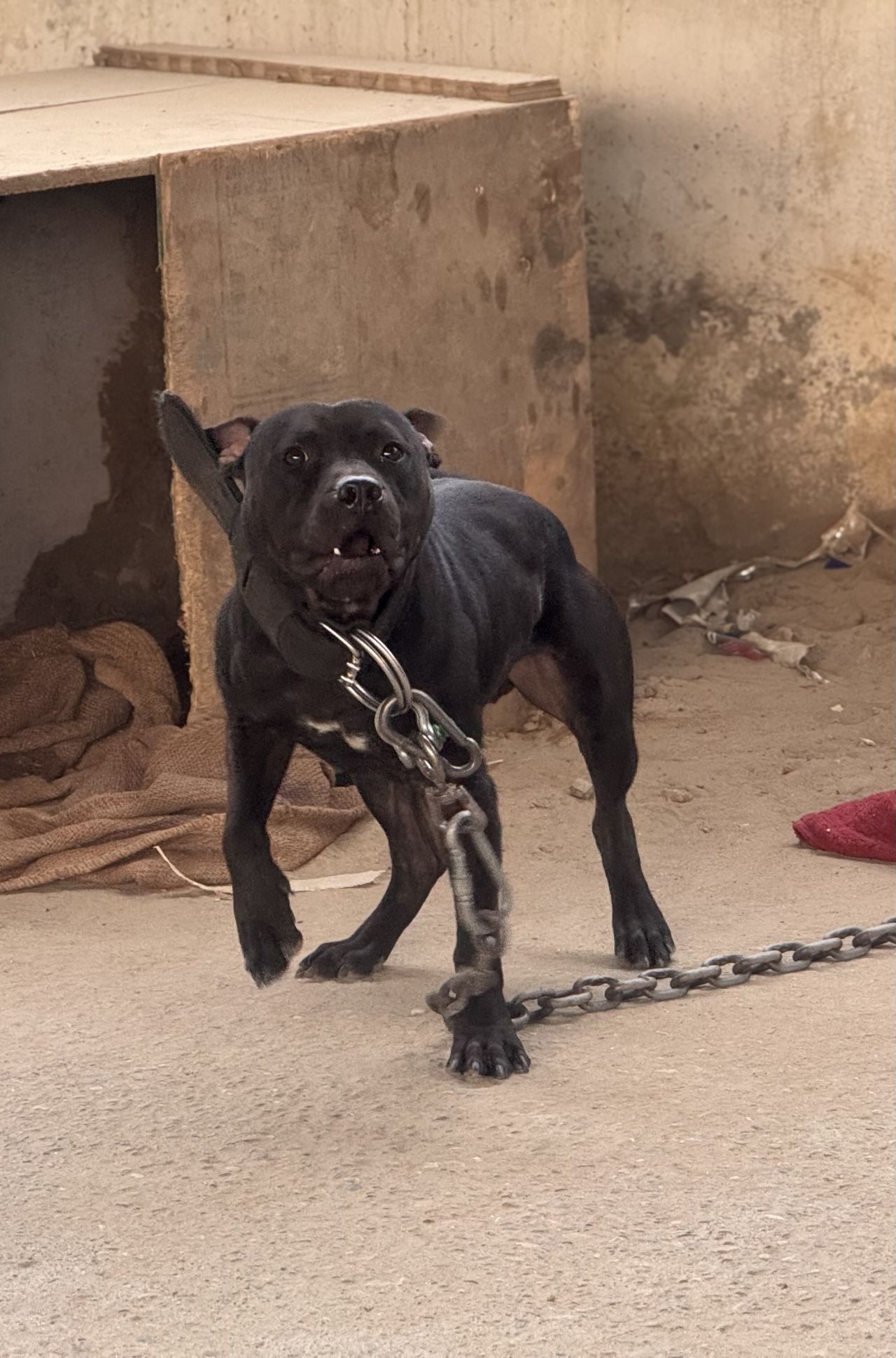 Photo of the dog