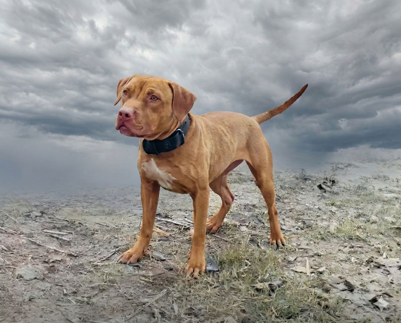 Photo of the dog
