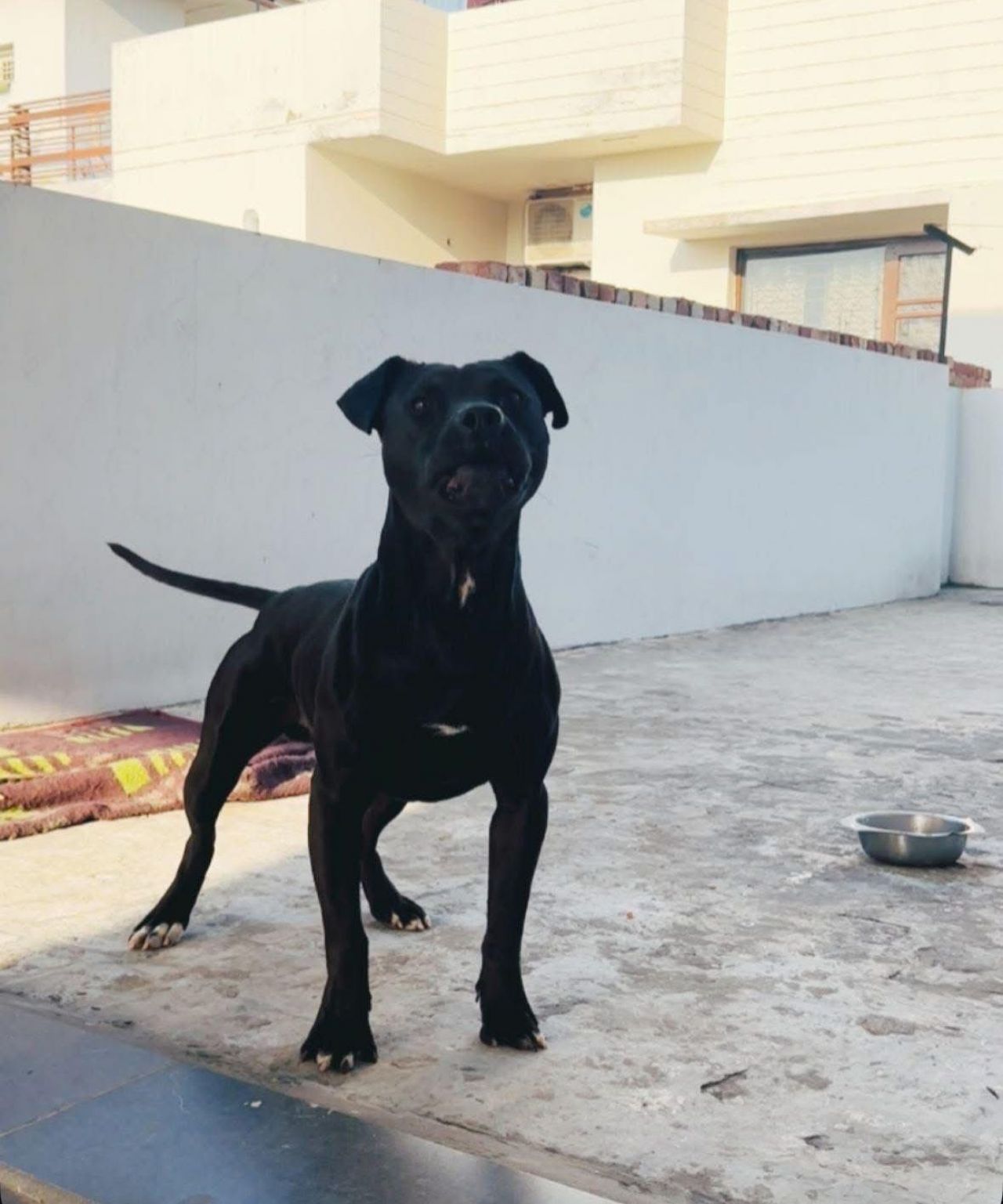 Photo of the dog