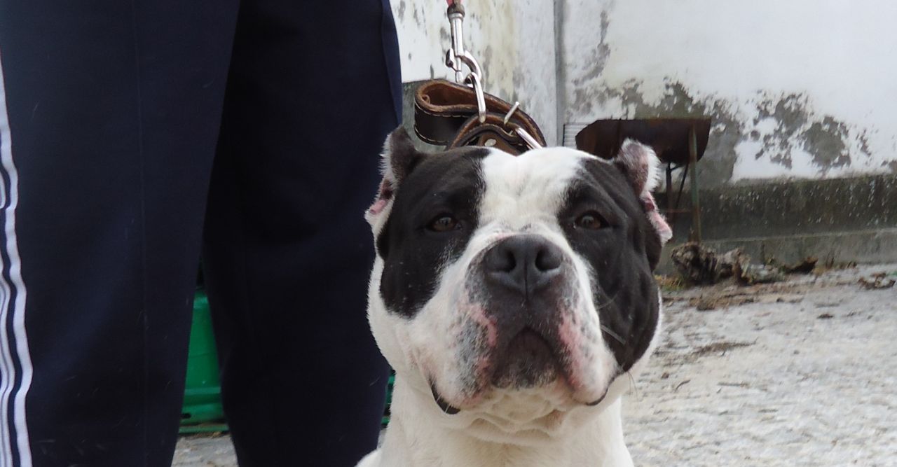 Photo of the dog
