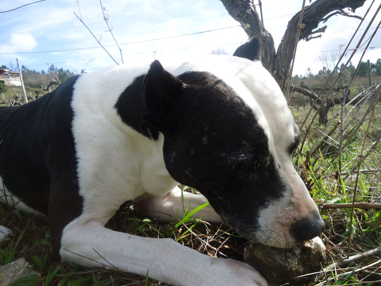 Photo of the dog