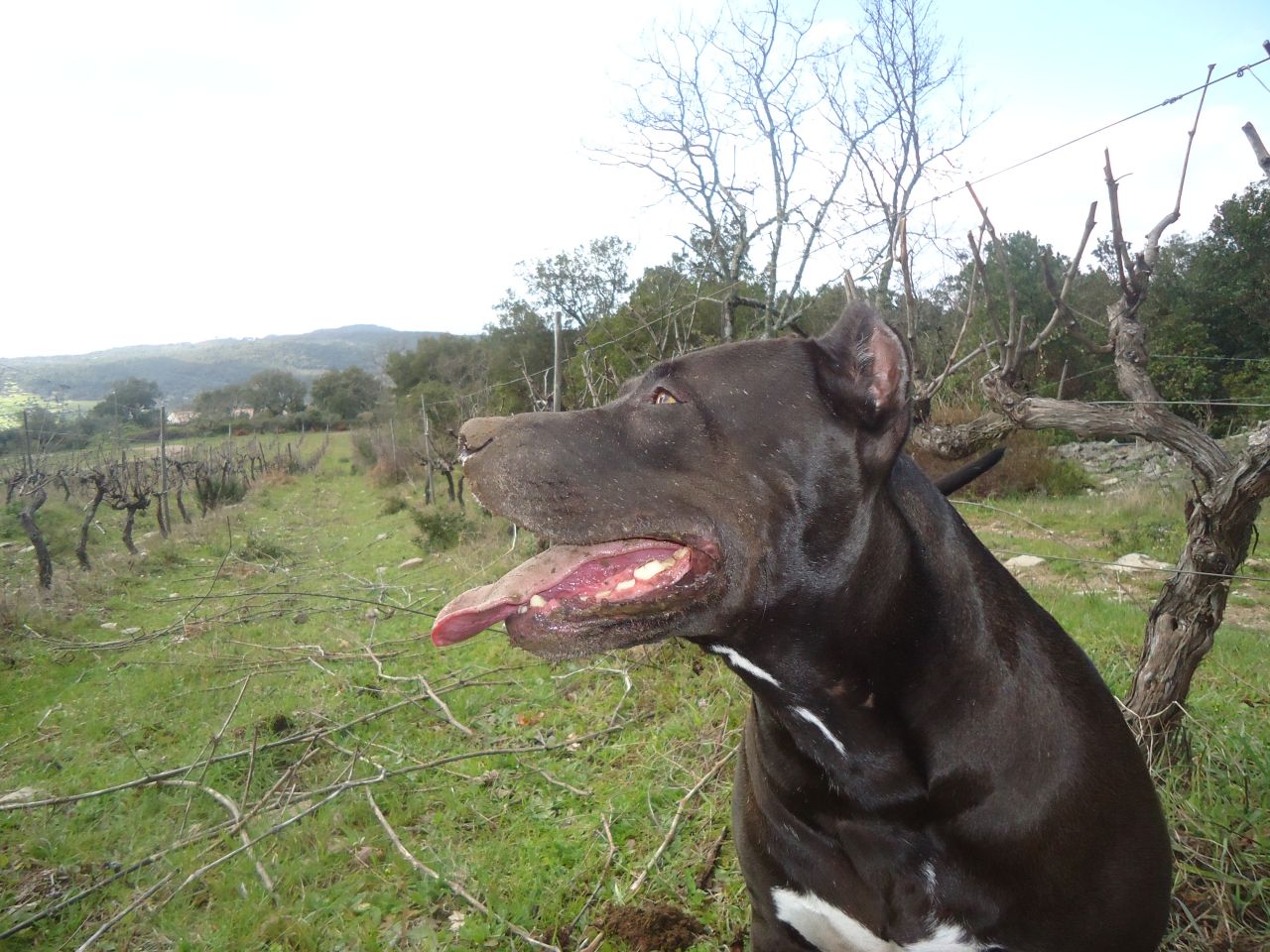 Photo of the dog