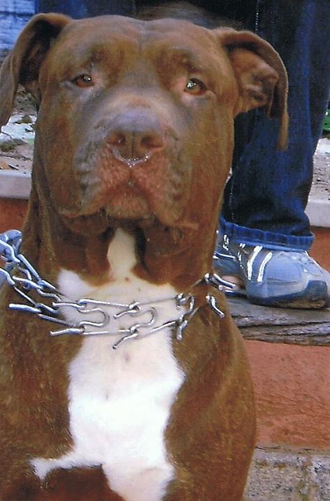 Photo of the dog