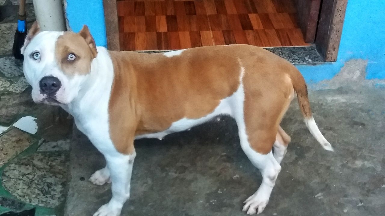 Photo of the dog