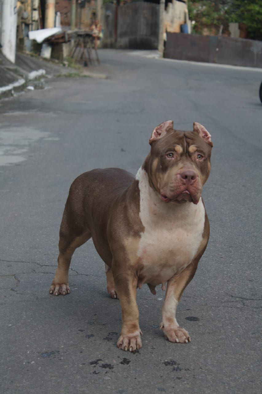 Photo of the dog