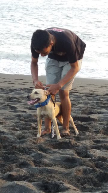 Photo of the dog