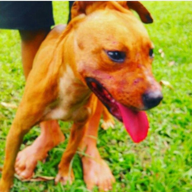 Photo of the dog