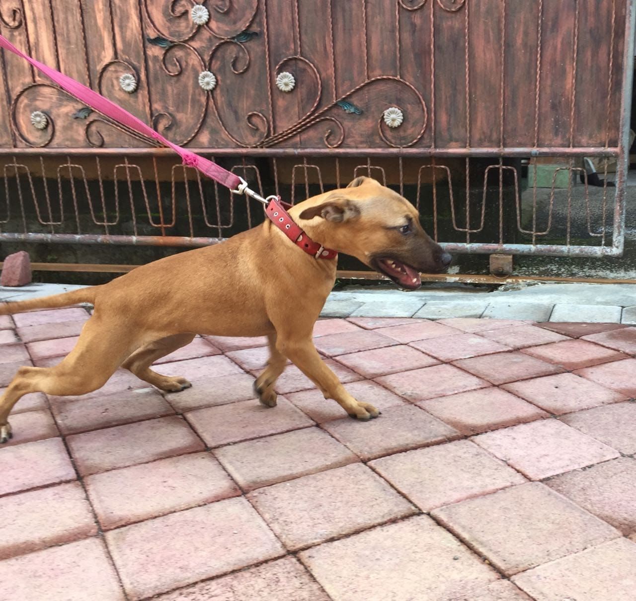 Photo of the dog