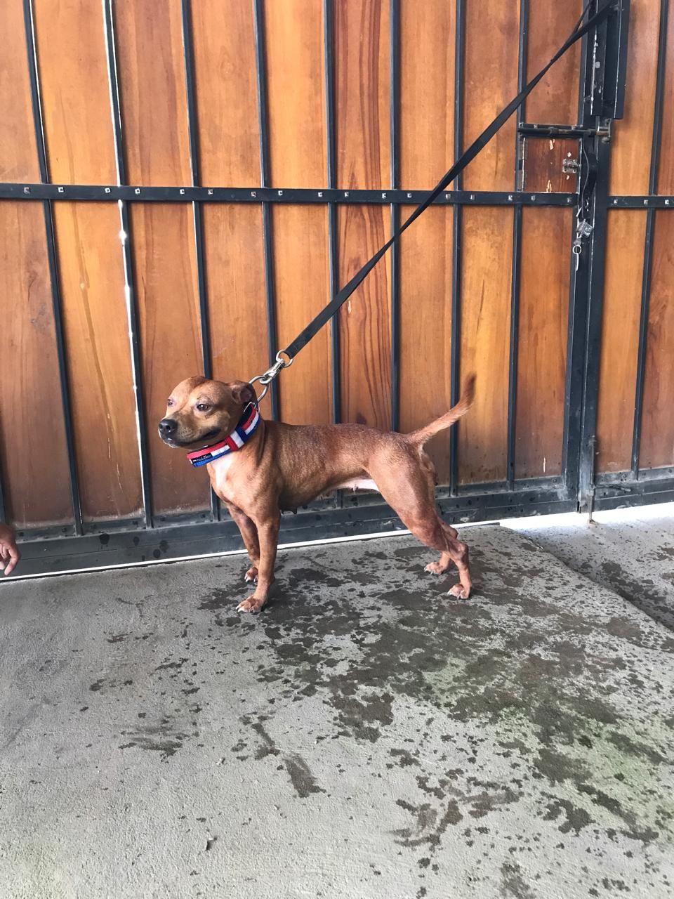Photo of the dog