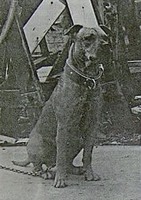 Photo of the dog