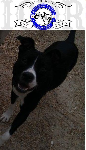 Photo of the dog