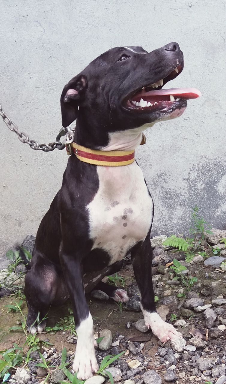 Photo of the dog