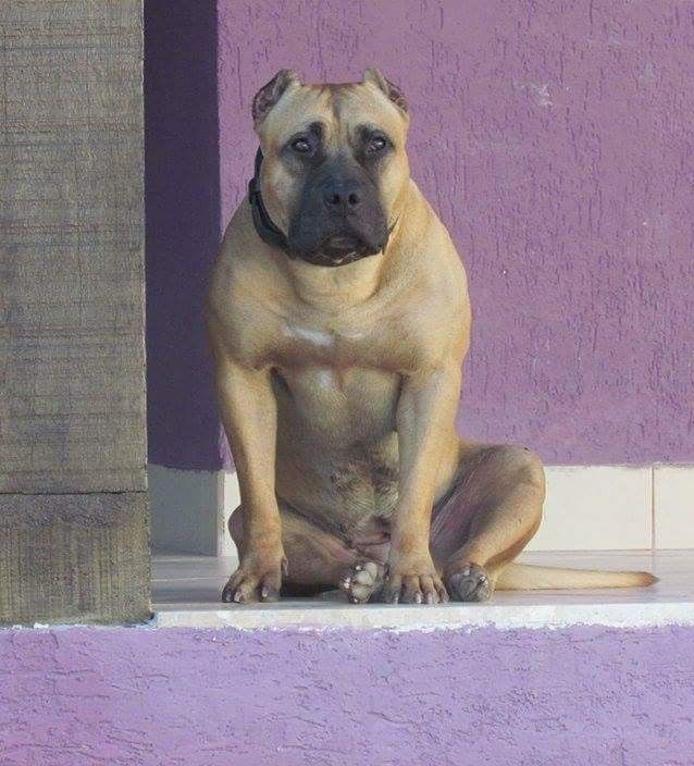 Photo of the dog