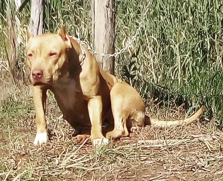 Photo of the dog