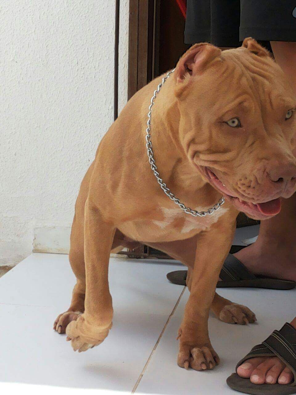 Photo of the dog