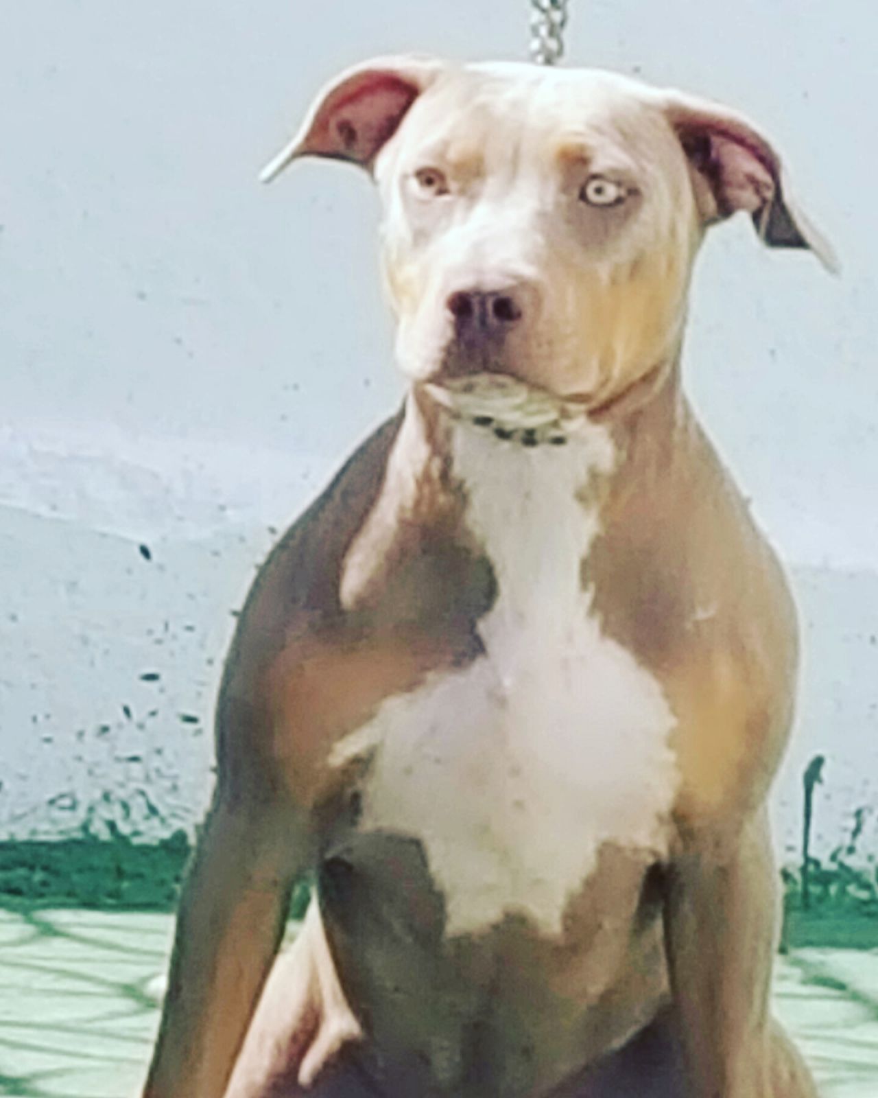 Photo of the dog