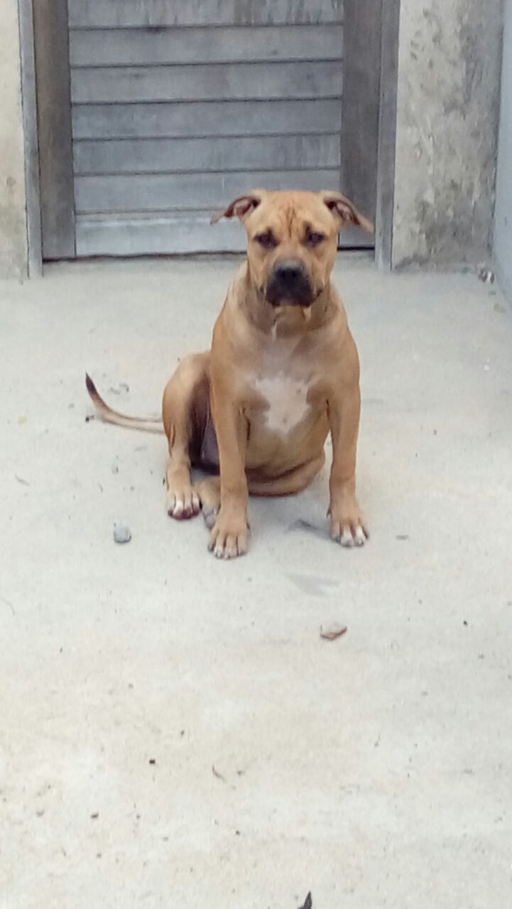 Photo of the dog