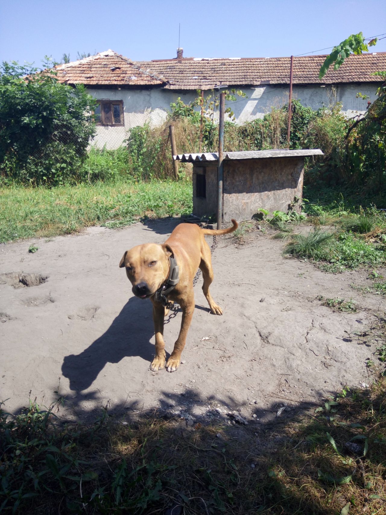 Photo of the dog