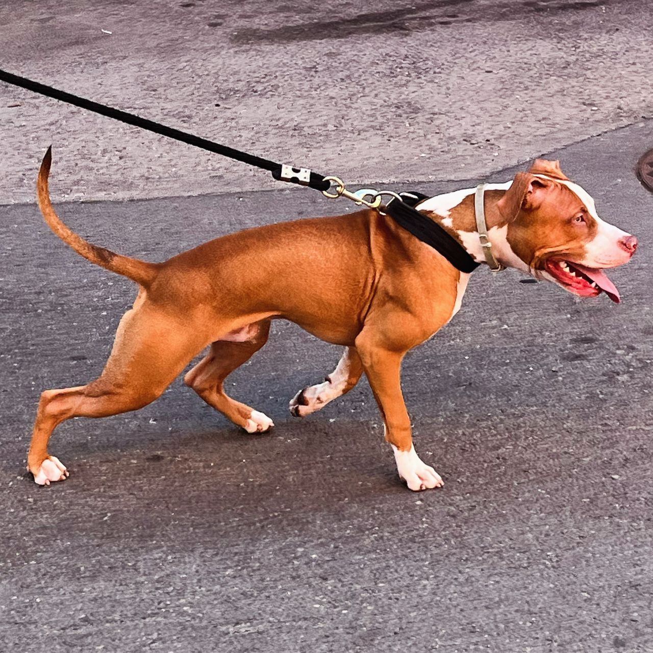 Photo of the dog